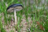 Mushroom  on the path *