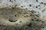 Ant-hill  *