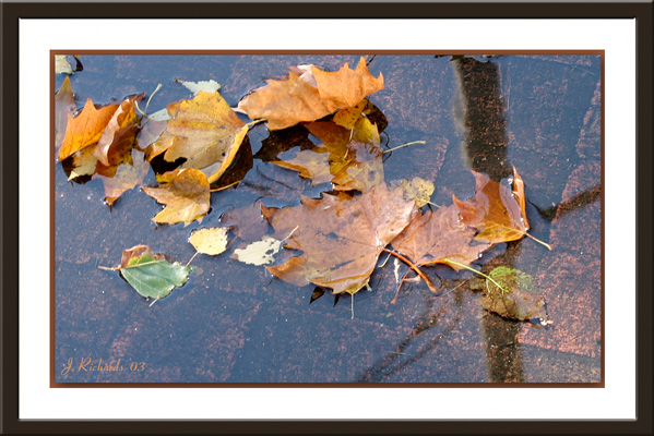 * Puddle on the Sidewalk