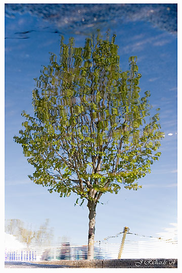 * Puddle Tree