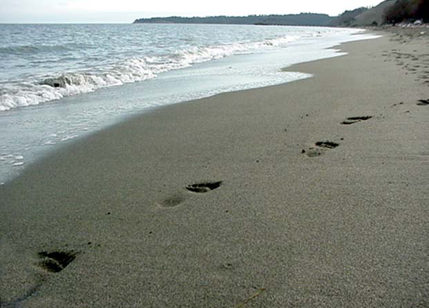 A Quiet Walk on the Beach
