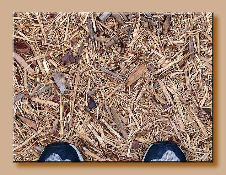 Cedar Chips<br>by<br>dave v
