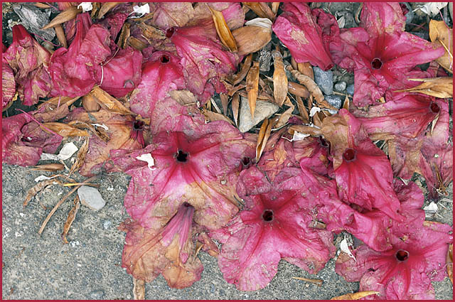 Under the Rhododendron