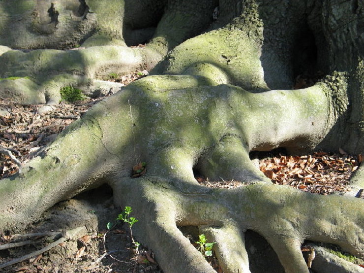 Strong Roots *