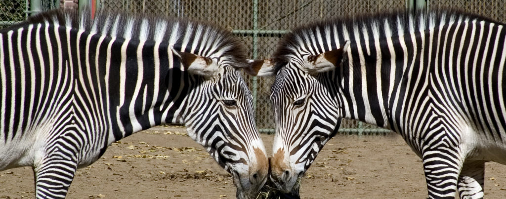 Mirrored Zebras (*)
