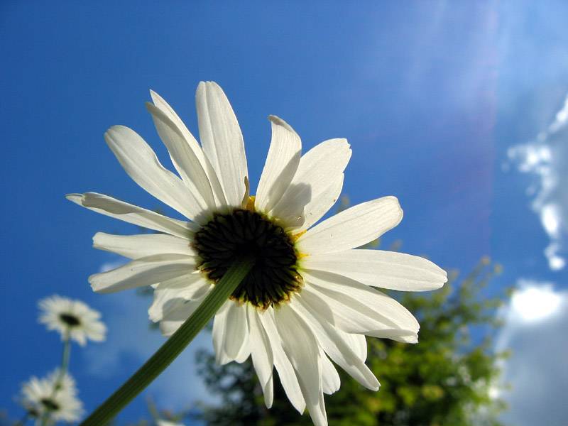 Daisy (*)