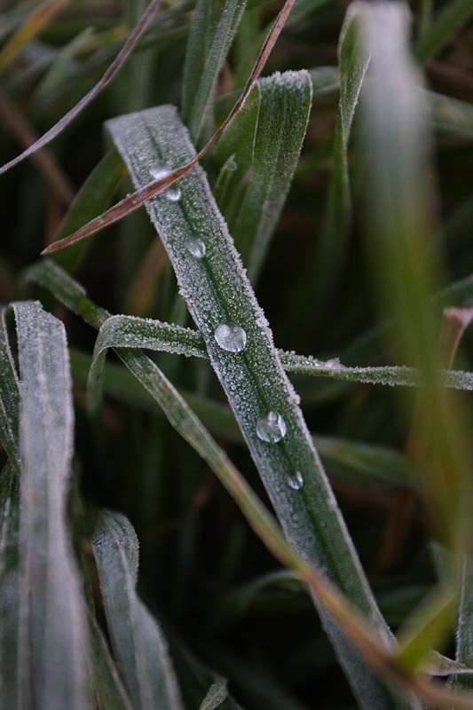 Frosen Tears*