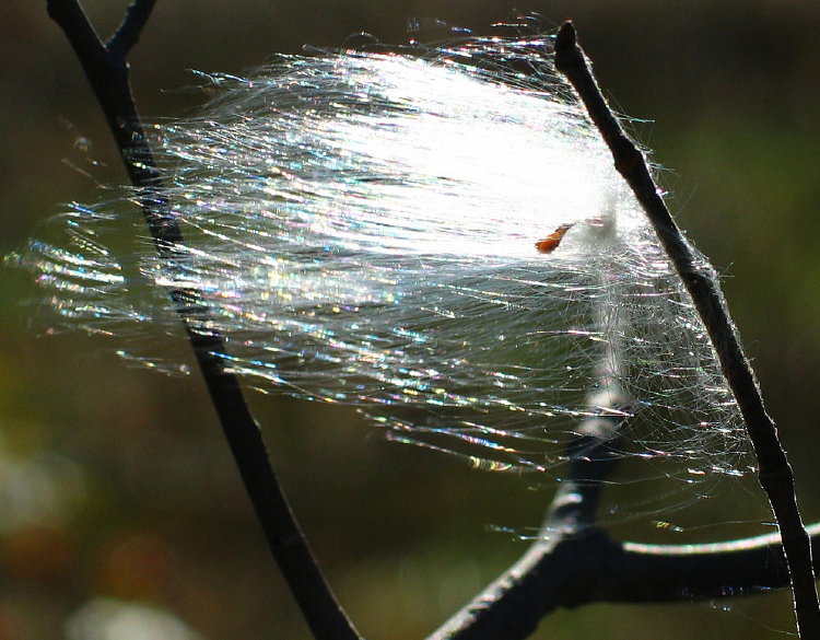 Milkweed Seed *