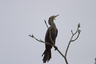 1050 cormorant - crooked tree.jpg