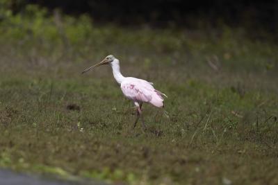 1079 spoonbill tbd 2 - crooked tree.jpg