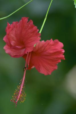 1179 hibiscus - chan chich.jpg