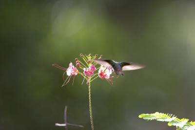 1212 hummingbird1 - chan chich (credit Brandon Wulz).jpg