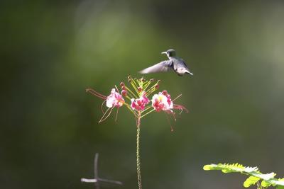 1213 hummingbird2 - chan chich (credit Brandon Wulz).jpg