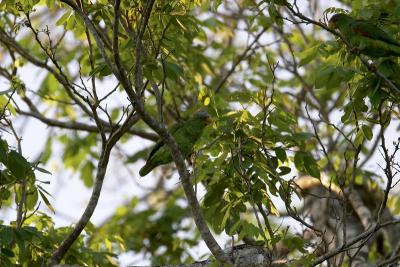 1234 green parakeet - lamanai.jpg