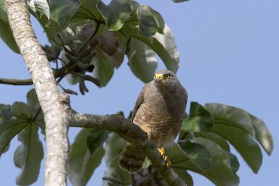 1248 roadside hawk1 - lamanai.jpg