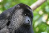 0957 black howler monkey 5 - baboon santuary.jpg