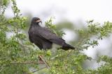 1009 tbd bird 2 crooked tree.jpg
