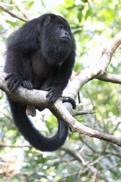 0919 black howler monkey 1 - baboon santuary.jpg