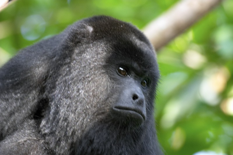0957 black howler monkey 5 - baboon santuary.jpg