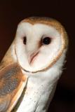 Barn Owl