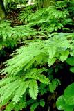 Maidenhair Ferns