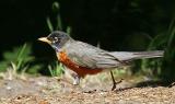 Robin