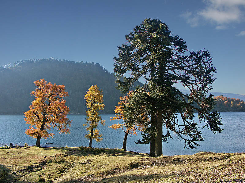 Psychadelic trees