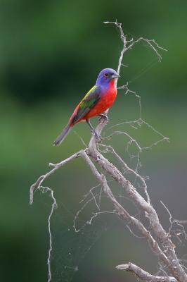 Painted Bunting