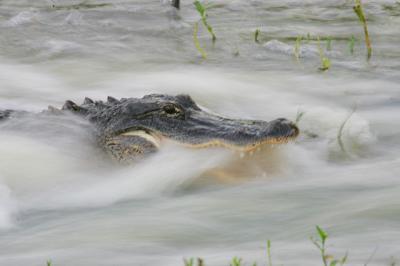 American Alligator