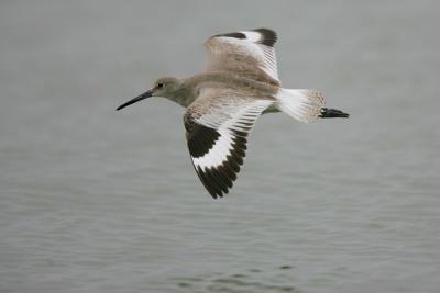 Willet