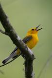 Prothonotary Warbler