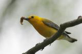 Prothonotary Warbler