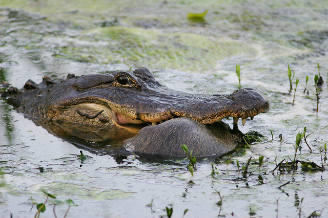 American Alligator