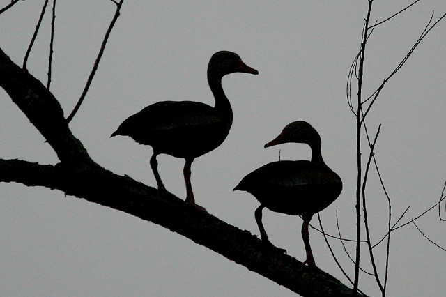 Black-bellied Whistling-Duck