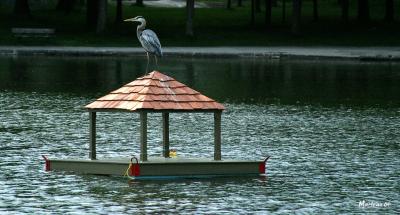 GrandHeron_0071a.jpg