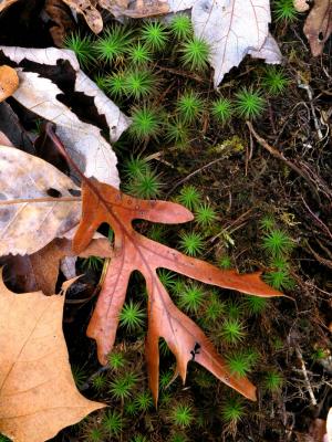 Oak Leaf and Moss