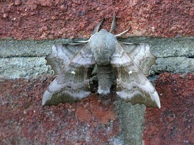 Moth straight on
