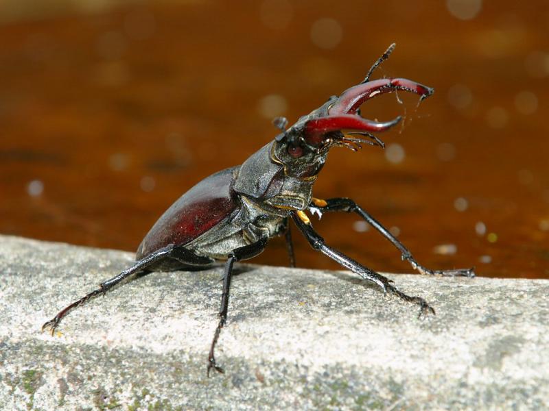 Stag Beetle 30