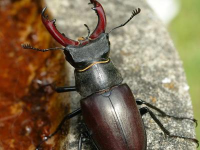 Stag Beetle 08