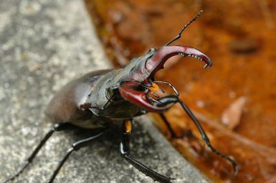 Stag Beetle 05