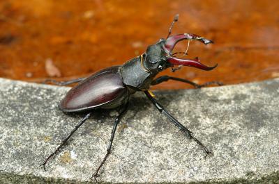 Stag Beetle 02