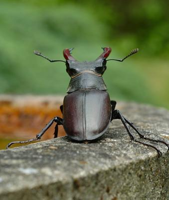 Stag Beetle 09