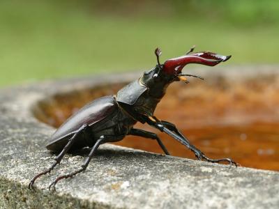 Stag Beetle 13