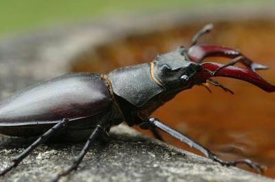 Stag Beetle 17