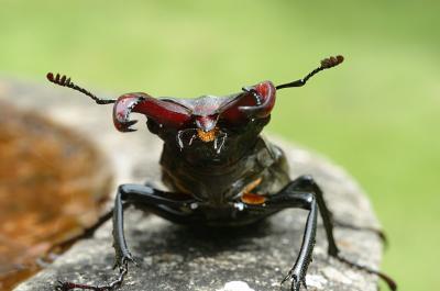 Stag Beetle 23