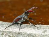 Stag Beetle 30