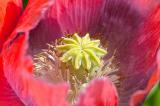 Poppies growing wild in my garden