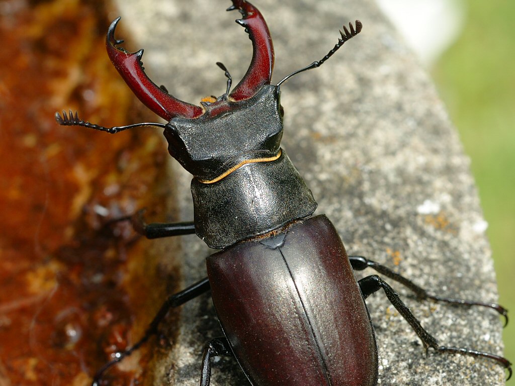 Stag Beetle 08