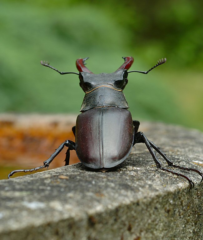 Stag Beetle 09