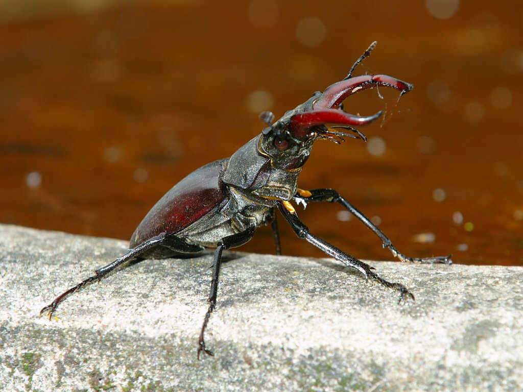 Stag Beetle 30